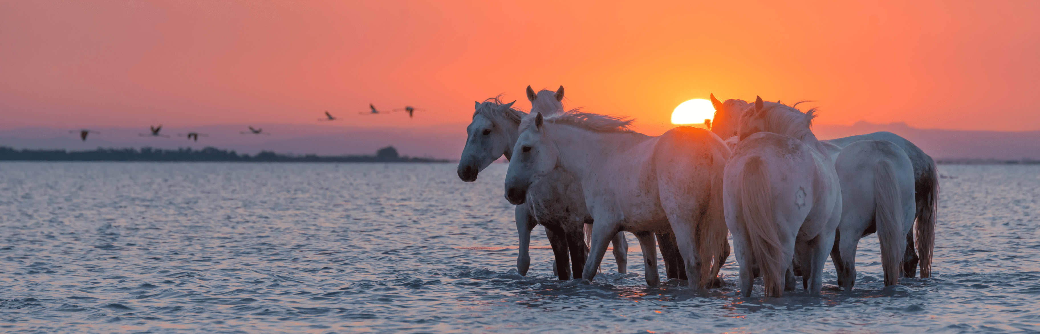france tourism travelling camargue arles