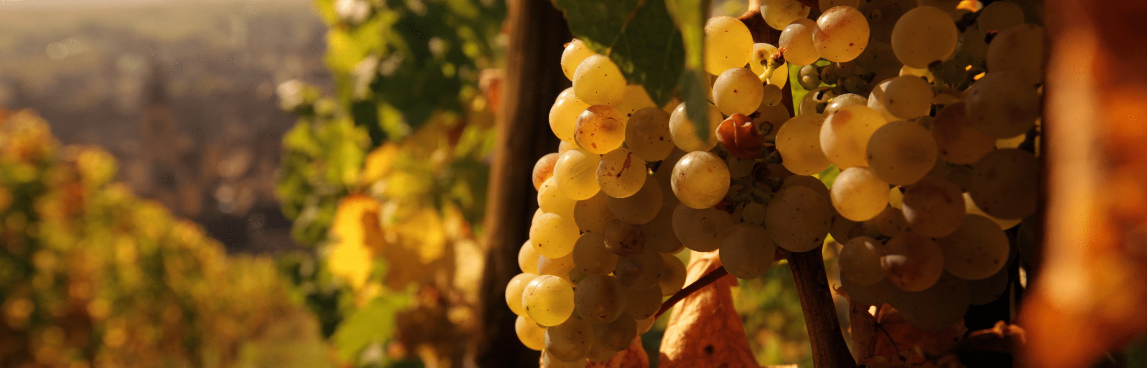 france tourism travelling vineyard bordeaux burgendy cellars